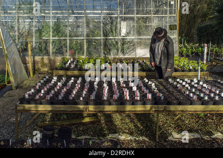 Un client inspecte des plantes en pot en plein air hivernant dans un centre de jardin. Devon du Sud. ROYAUME-UNI Banque D'Images