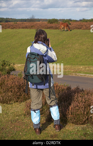 Femme prenant une photo du pâturage de poney de la Nouvelle forêt en octobre par Bratley View, New Forest National Park, Hampshire Royaume-Uni Banque D'Images