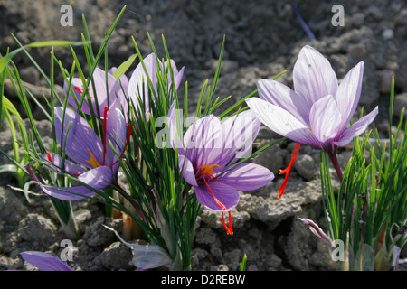 Crocus sativus Crocus, Safran, crocus mauve. Banque D'Images