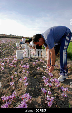 La Grèce, Macédoine, Kozani, Crocus sativus Crocus, crocus, Safran, mauve. Banque D'Images