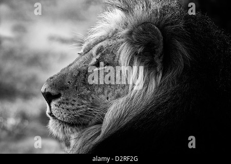 Portrait d'un grand mâle lion en noir et blanc, l'Afrique, l'Afrique, désert du Kalahari. dominant, schwarz weiß, s/w Banque D'Images