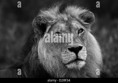 Portrait d'un grand mâle lion en noir et blanc, l'Afrique, l'Afrique, désert du Kalahari. dominant, schwarz weiß, s/w Banque D'Images