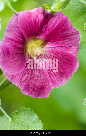 Alcea rosea, rose trémière, Rose. Banque D'Images