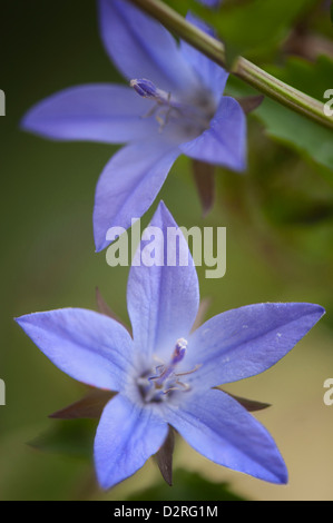 Campanula poscharskyana, Campanula, campanule, Bleu. Banque D'Images