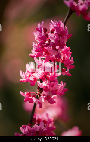 Cercis canadensis, Forest pansy, Rose. Banque D'Images