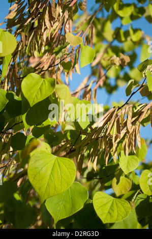 Cercis canadensis, Forest pansy, vert. Banque D'Images