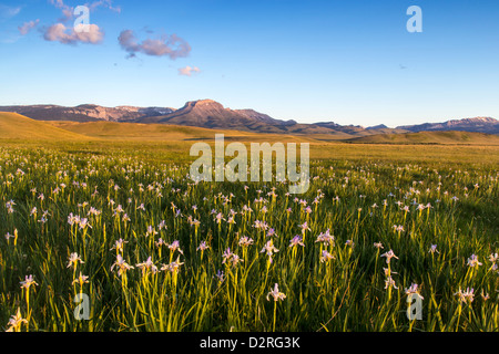 Iris sauvages fleurs sauvages dans les prairies le long de la Rocky Mountain/près de Choteau, Montana, USA Banque D'Images