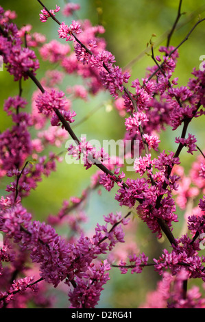 Cercis canadensis, Forest pansy, d'abondantes petites fleurs roses sur une branche. Banque D'Images