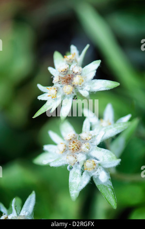 Leontopodium alpinum, Edelweiss, fleurs blanches à fond vert foncé. Banque D'Images