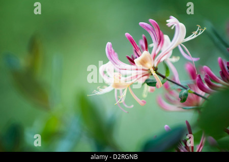 Lonicera periclymenum, chèvrefeuille, violette et fleurs de couleur crème, contre un arrière-plan vert de jardin. Banque D'Images