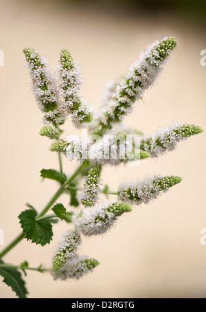 Mentha suaveolens, menthe, menthe, Pomme Blanc. Banque D'Images