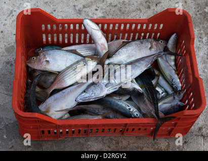 La capture des poissons par net dans la mer Banque D'Images