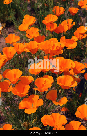 Le Pavot de Californie, Eschscholzia californica, Papaveraceae. Californie, USA. Banque D'Images