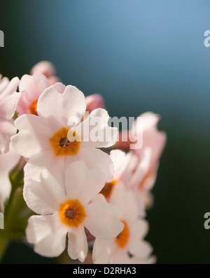 Primula japonica, Primula, candélabres, Primrose primrose, Blanc, Bleu. Banque D'Images