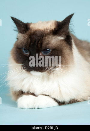 Chat Ragdoll sur fond bleu Banque D'Images