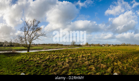 Inondé d'arbres dans la rivière Itchen en hiver, Warwickshire, England, UK Banque D'Images