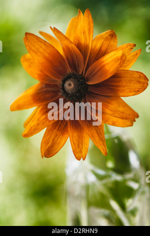 Rudbeckia hirta 'couleurs d'automne', black-eyed Susan, Orange. Banque D'Images