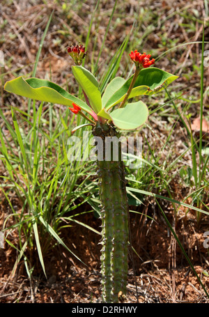 Euphorbia viguieri var. ankarafantsiensis, Euphorbiaceae. Antananarivo, Madagascar, l'Afrique. Une plante succulente épineuse. Banque D'Images