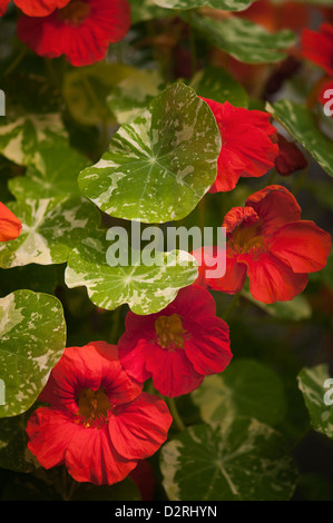 Tropaeolum majus 'Variegated Alaska Scarlet', capucine, Rouge. Banque D'Images