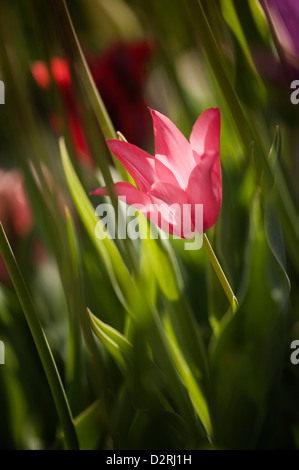 Tulipa cultivar, Tulip, Rouge. Banque D'Images