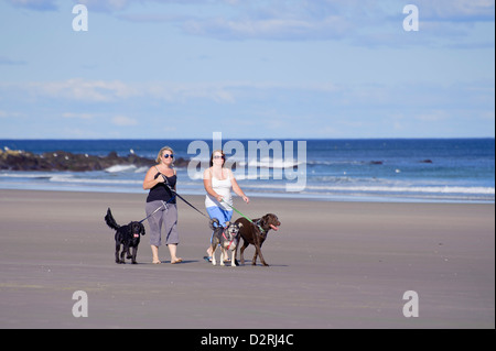 Deux femmes marchant trois chiens sur la plage. Banque D'Images