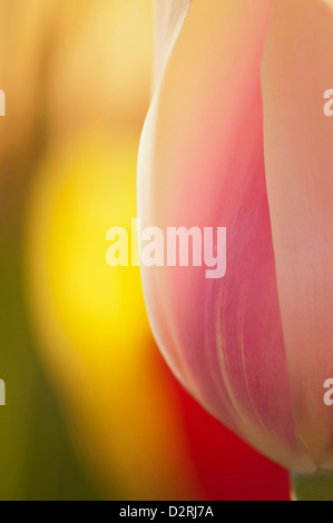 Tulipa 'Blushing Lady', tulipe, Rose. Banque D'Images