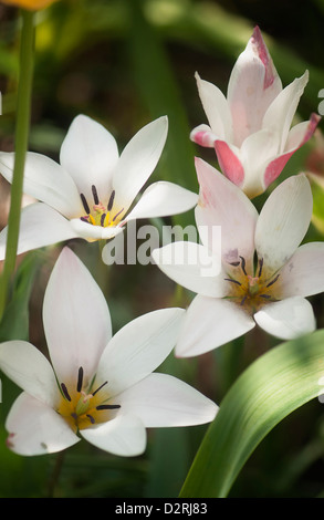 Tulipa clusiana 'Lady Jane', Tulip, blanc. Banque D'Images