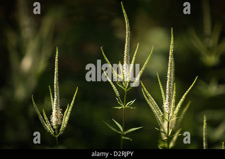 Veronicastrum virginicum, Culver's root, Rose. Banque D'Images