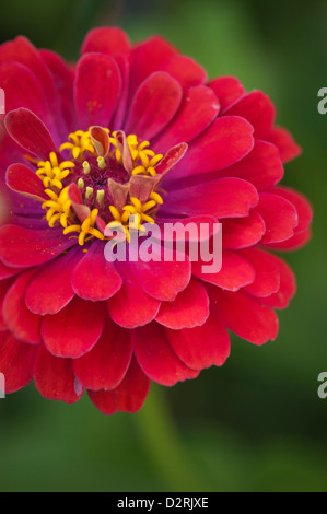 Zinnia elegans Zinnia, cultivar, Rouge, Vert. Banque D'Images