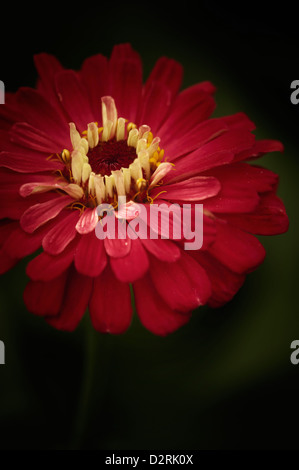 Zinnia elegans Zinnia, cultivar, Rouge. Banque D'Images