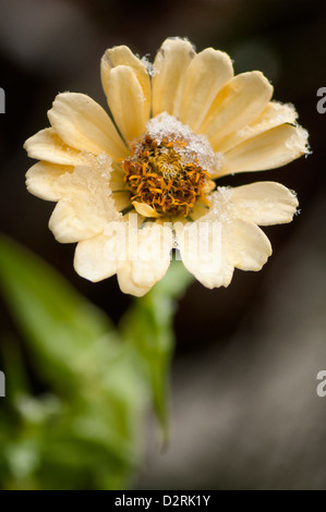 Zinnia elegans Zinnia, cultivar, Orange. Banque D'Images