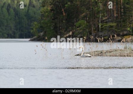 Cygne chanteur dans le lac Haukivesi, Parc National de Linnansaari, Finlande Banque D'Images