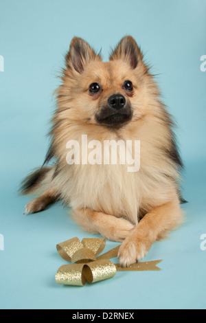 Spritzer chien sur fond bleu Banque D'Images