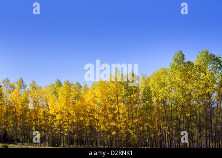 Au début de l'automne automne forêt avec peupliers jaune dans une rangée Banque D'Images