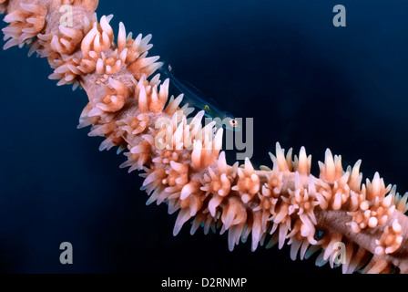 Gobie Nain Whip Coral Bryaninops yongei sur un whip Coral Cirrhipathes sp. Loloata, le Centre de la Provence, la Papouasie-Nouvelle-Guinée, Mer de Corail Banque D'Images