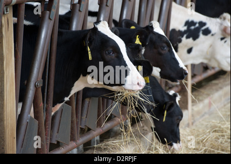 Le pâturage des vaches laitières sur le foin dans la grange Banque D'Images