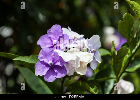 Jolie floraison blanche et bush Banque D'Images