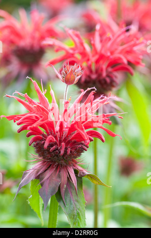 Monarda 'Gardenview Scarlet', bergamote, Monarda, Red sujet. Banque D'Images