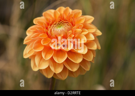 Dahlia 'David Howard', Dahlia, sous réserve d'Orange. Banque D'Images