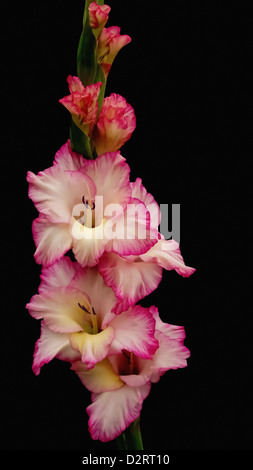 Gladiolus x 'Priscilla' hortulanus, glaïeul, Rose matière, fond noir. Banque D'Images