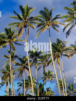 Les Îles Cook, de Rarotonga, de Palm Grove Banque D'Images