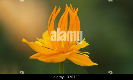 Trollius chinensis, Globeflower, sous réserve d'Orange. Banque D'Images