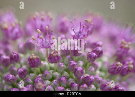Cultivar d'allium, Allium, Violet sujet. Banque D'Images