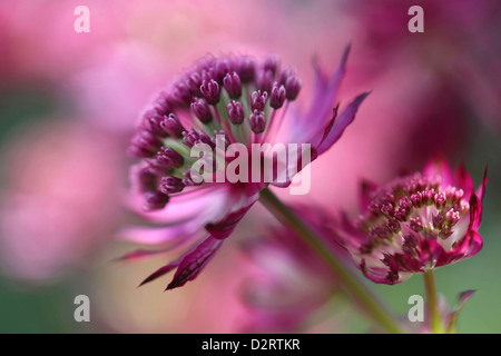 Astrantia major 'Hadspen Blood', masterwort Astrantia, rouge, sous réserve. Banque D'Images