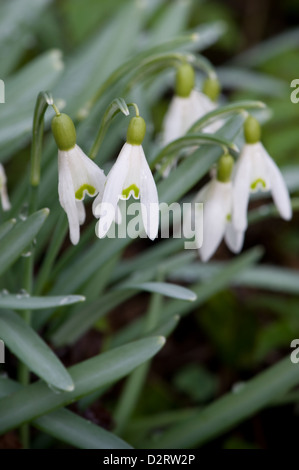 Grammendorf, Allemagne, snowdrop Banque D'Images