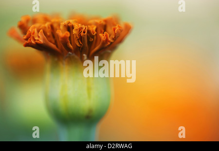 Tagetes patula, Marigold, oeillet, sous réserve d'Orange. Banque D'Images