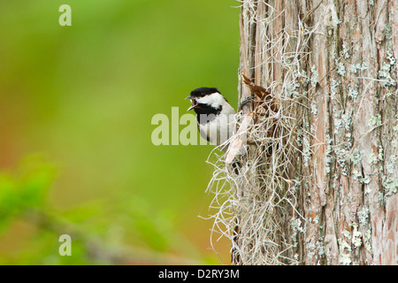 Carolina Chickadee (Poecile carolinensis) mâle adulte, chant sur le territoire, peut Banque D'Images