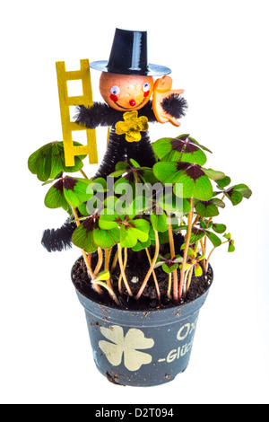 Bush Shamrock, plante dans un pot, avec un ramoneur figure. Lucky Charm symbole à New Years day. Banque D'Images