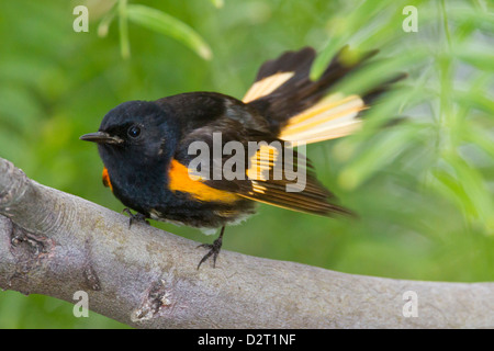 La Paruline flamboyante (Setophaga ruticilla) en quête de printemps, boisé Banque D'Images