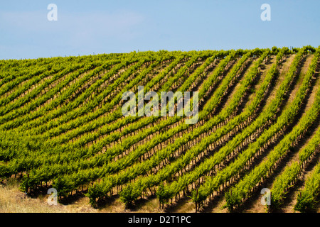 USA, Washington, vignes ondulantes dans le comté de Yakima Banque D'Images